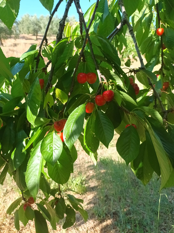 Cerezas ecologicas 3