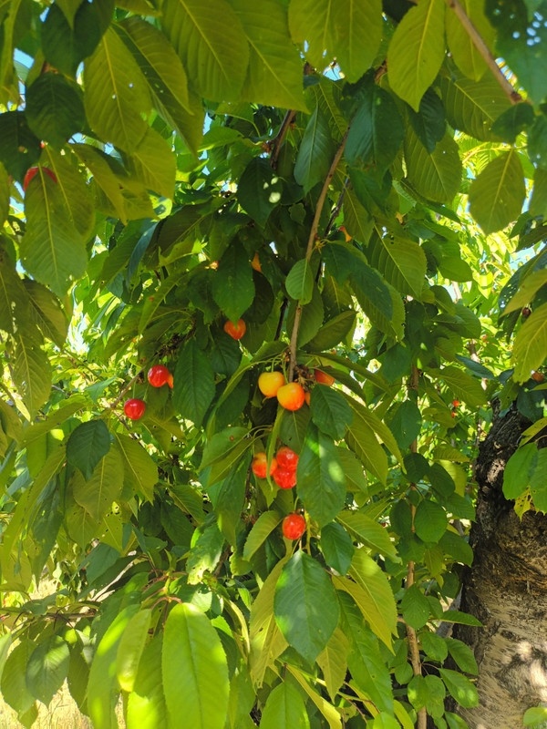 Cerezas ecologicas 2