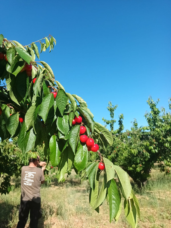 Cerezas ecologicas 0