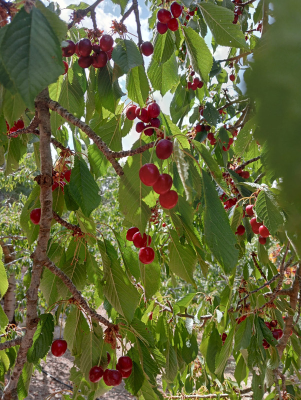 Cerezas ecologicas 1